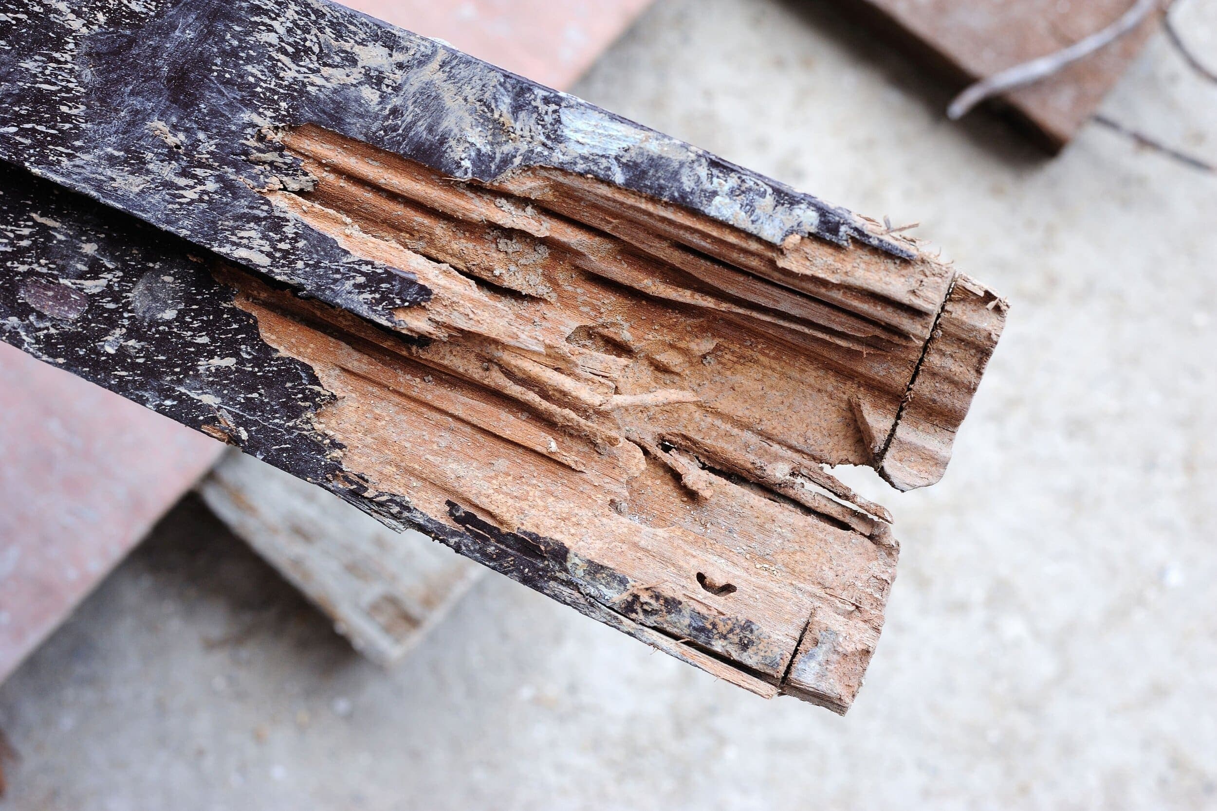 How to Spot Termites in Your Home