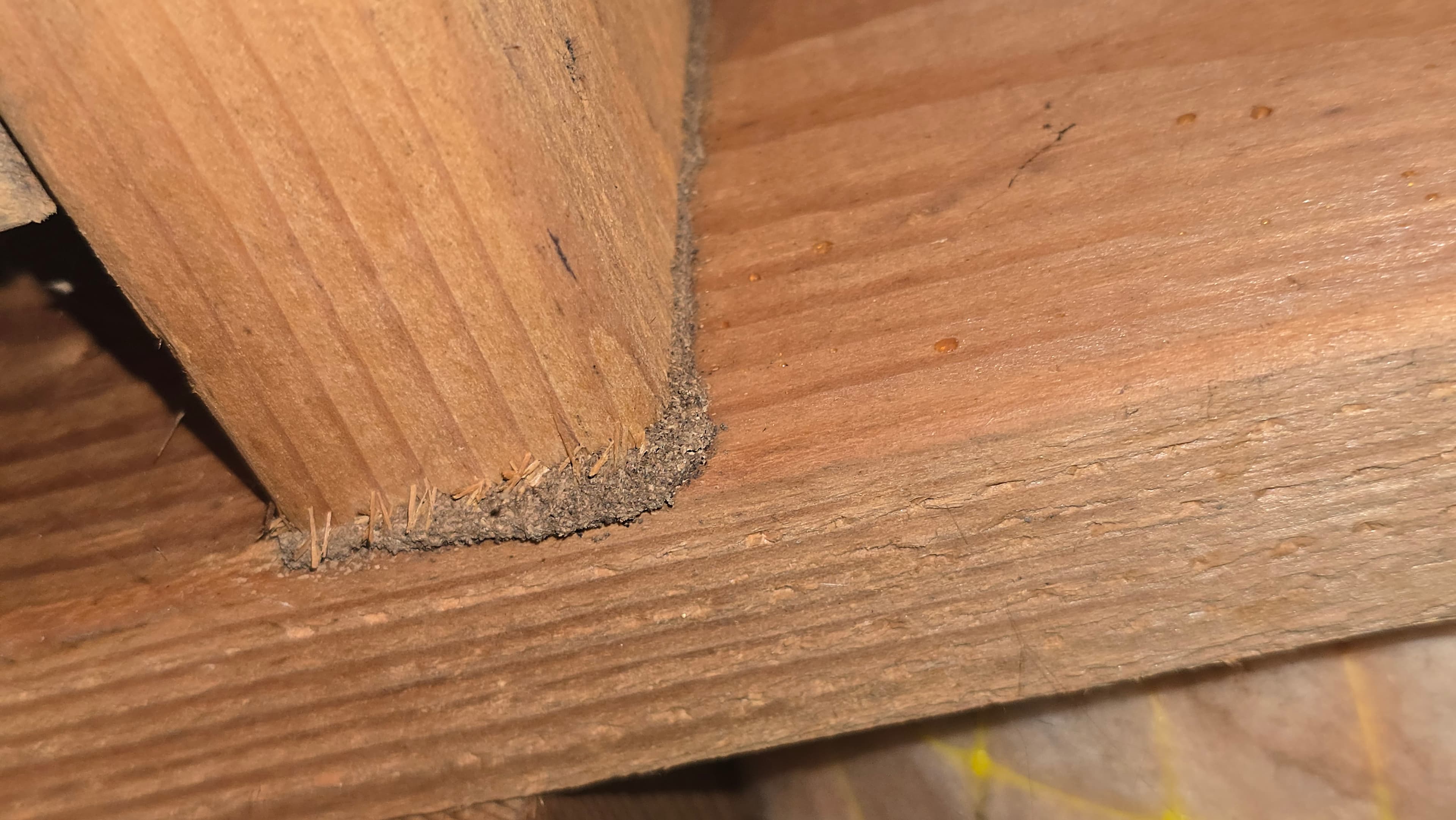 Crawlspace condition documented during a Trident home inspection