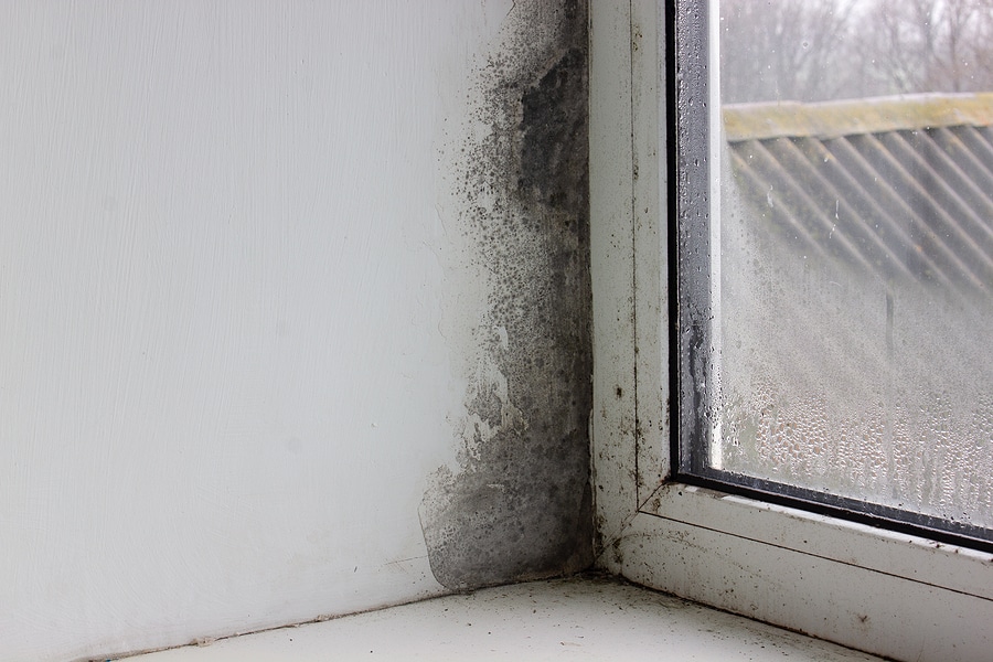How Can a Mold Inspection Protect You and Your Family?
