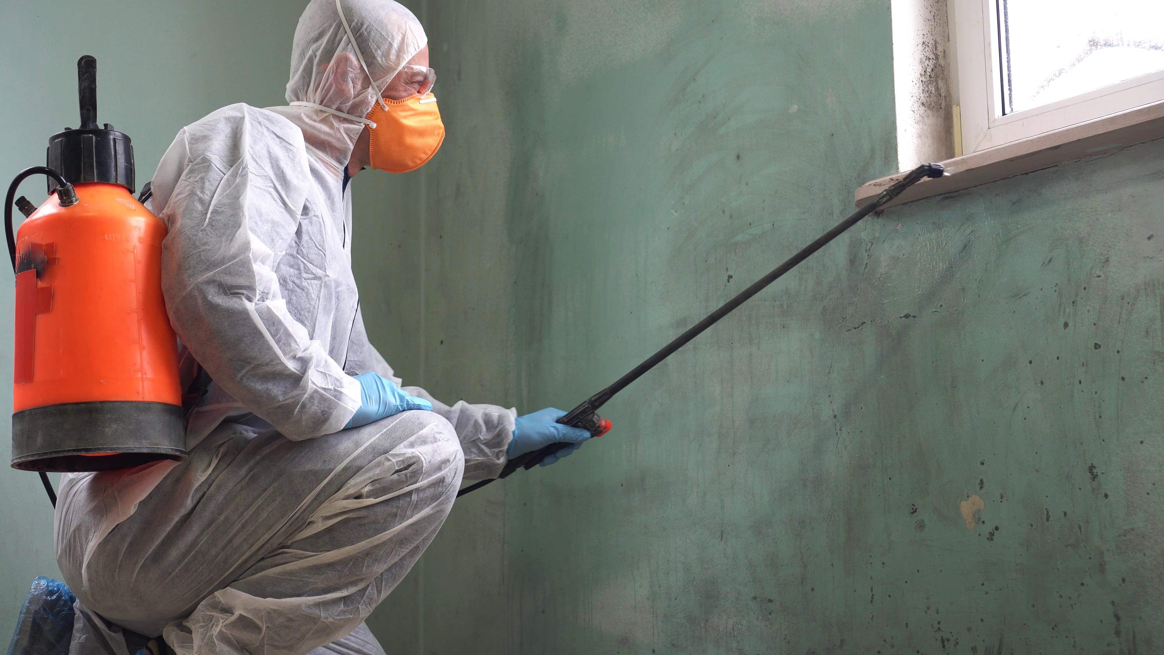 Having a professional remediation company is import to the safe and effective treatment of black mold