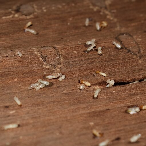Termites Love California, So Schedule Your Termite Inspection