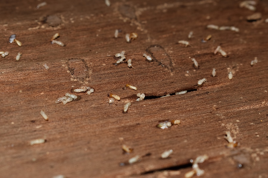 Termite Inspections