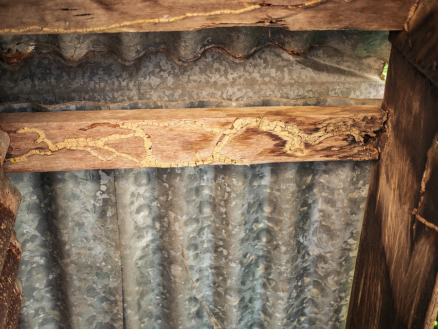 Termite Inspections: A Must for Orange County Homeowners